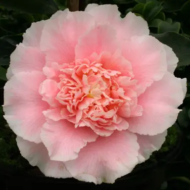 camellia-elegans-splendor-2