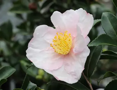 camellia-exquisite-