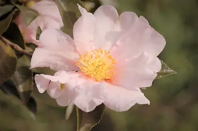 camellia-exquisite-1