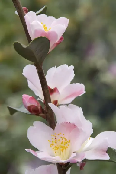 camellia-fairy-blush-1
