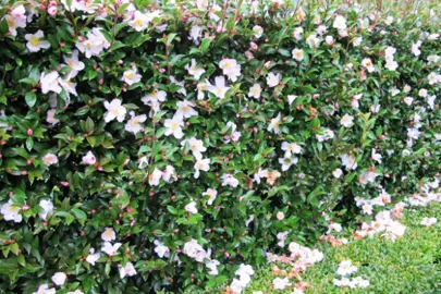 camellia-fairy-blush-2