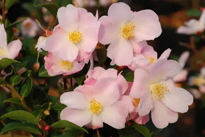 camellia-fairy-blush-3