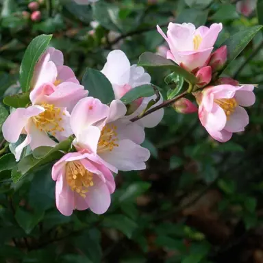 camellia-fairy-blush-4