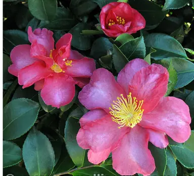 camellia-hiryu-1