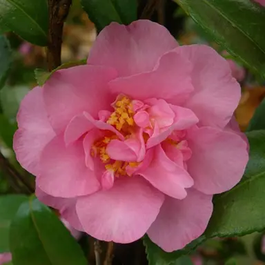 camellia-sasanqua-jennifer-susan-