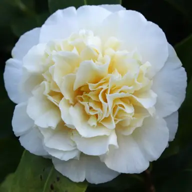 camellia-jurys-yellow-
