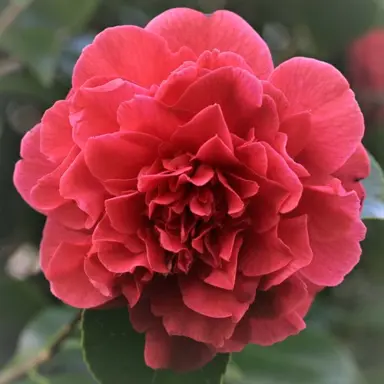 camellia-kramers-supreme-