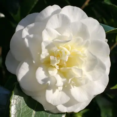 camellia-japonica-lemon-drop-