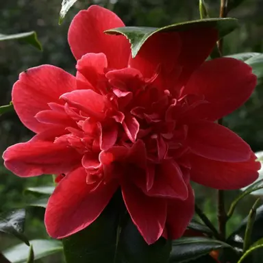 camellia-mark-alan-