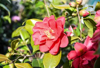 camellia-mark-alan-1