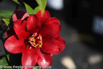 camellia-night-rider-3