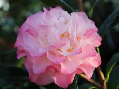 camellia-nuccios-jewel-