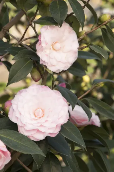 camellia-nuccios-pearl-