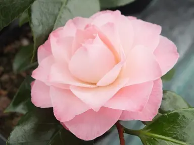 camellia-nuccios-pearl-4