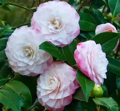 camellia-nuccios-pearl-5
