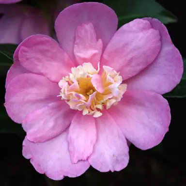 camellia-paradise-belinda-