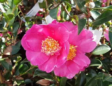 camellia-paradise-belinda-4
