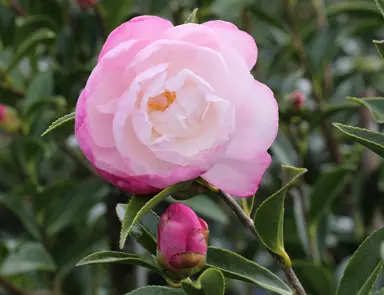 camellia-sasanqua-paradise-pearl-