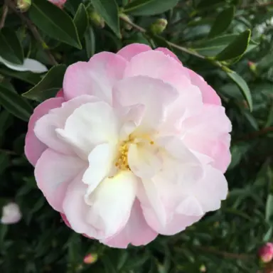 camellia-paradise-pearl-2