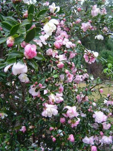 camellia-paradise-pearl-3