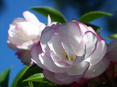 camellia-paradise-pearl-4