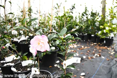 camellia-paradise-pearl-5