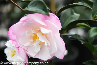 camellia-paradise-pearl-6