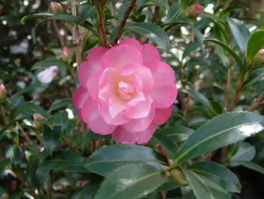 camellia-sasanqua-paradise-sayaka-4