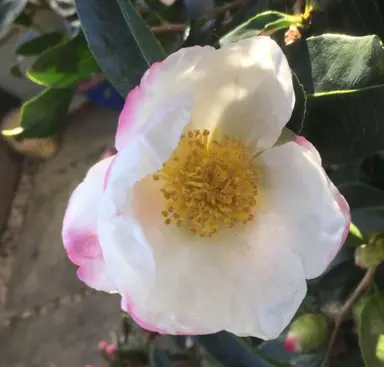 camellia-sasanqua-paradise-vanessa-1