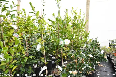 camellia-paradise-vanessa-2