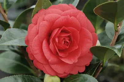 camellia-red-red-rose-2