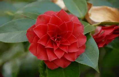 camellia-red-red-rose-3