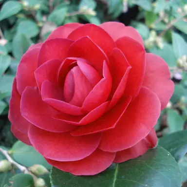 camellia-roger-hall-2