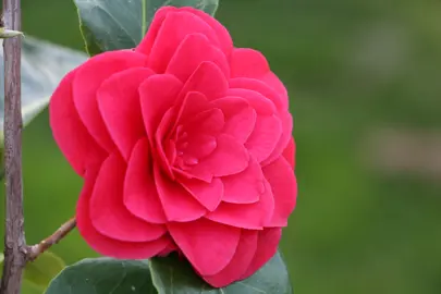 camellia-roger-hall-4