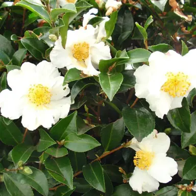 camellia-setsugekka-