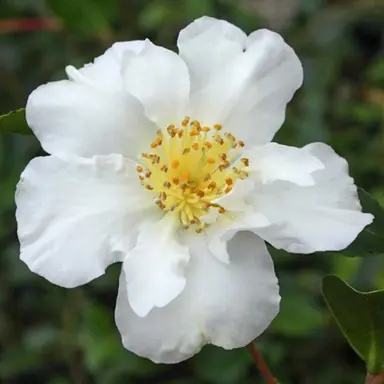 camellia-setsugekka-1