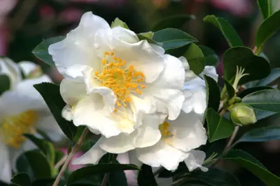 camellia-setsugekka-2