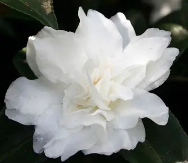 camellia-silver-dollar-1