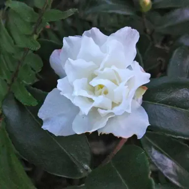 camellia-silver-dollar-2
