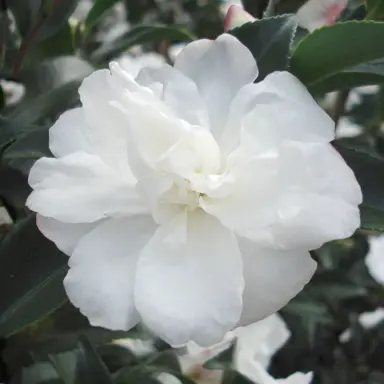 camellia-silver-dollar-3
