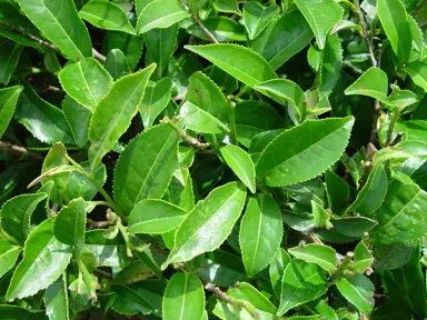 camellia-sinensis-