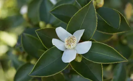camellia-sinensis-1