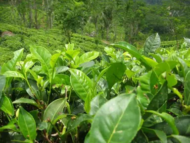 camellia-sinensis-2