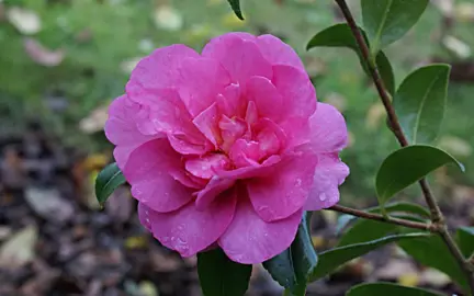 camellia-sparkling-burgundy-