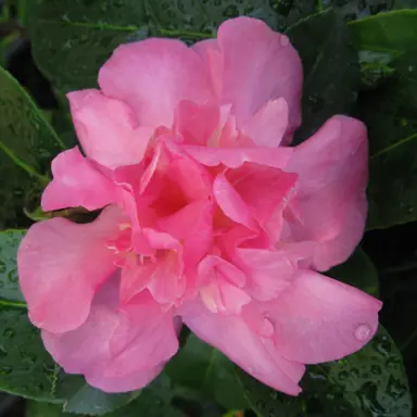 camellia-sparkling-burgundy-2