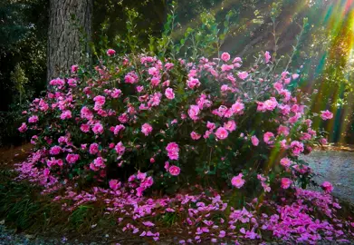 camellia-sparkling-burgundy-4