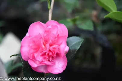 camellia-sparkling-burgundy-6