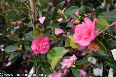 camellia-sparkling-burgundy-7