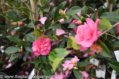 camellia-sparkling-burgundy-8