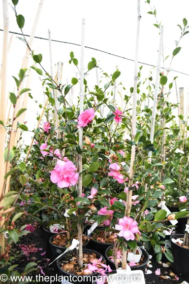 camellia-sparkling-burgundy-9